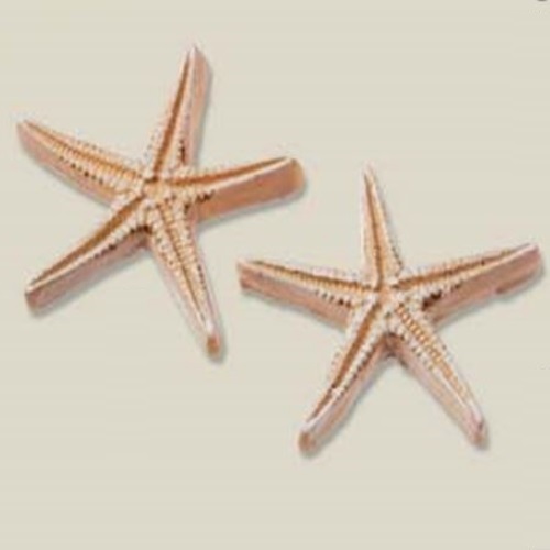 Estrela do Mar Natural 2.8 Cm (4 un.)