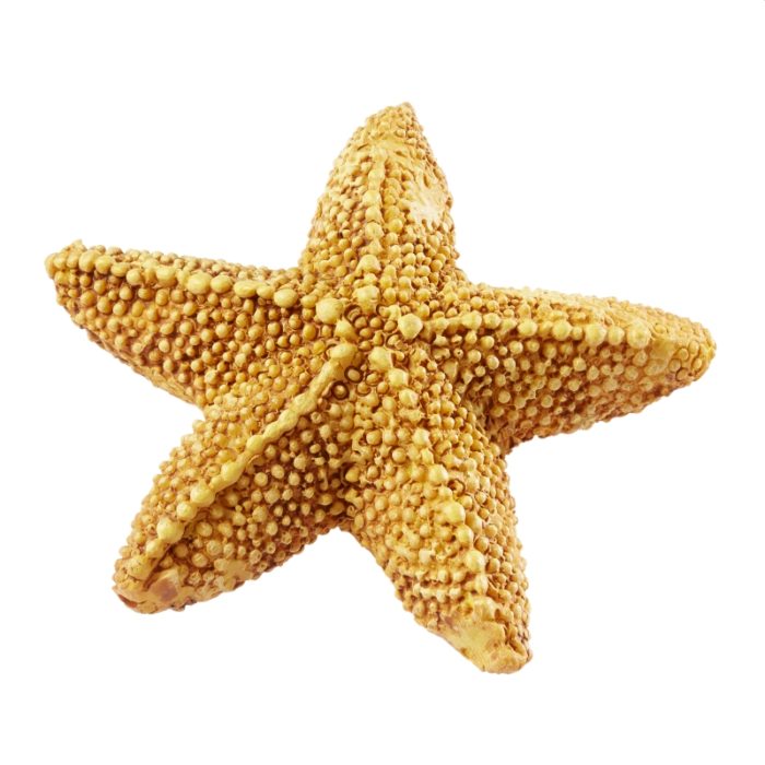 Estrela do Mar 5.8 Cm