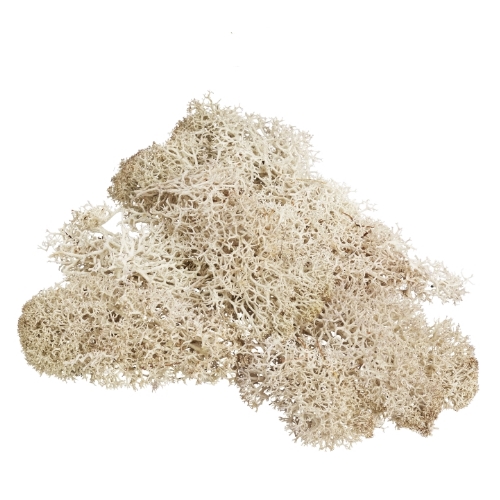 Musgo Natural (20 gr.)