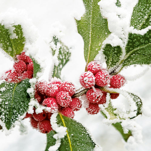 Guardanapos Winter Berries 33x33