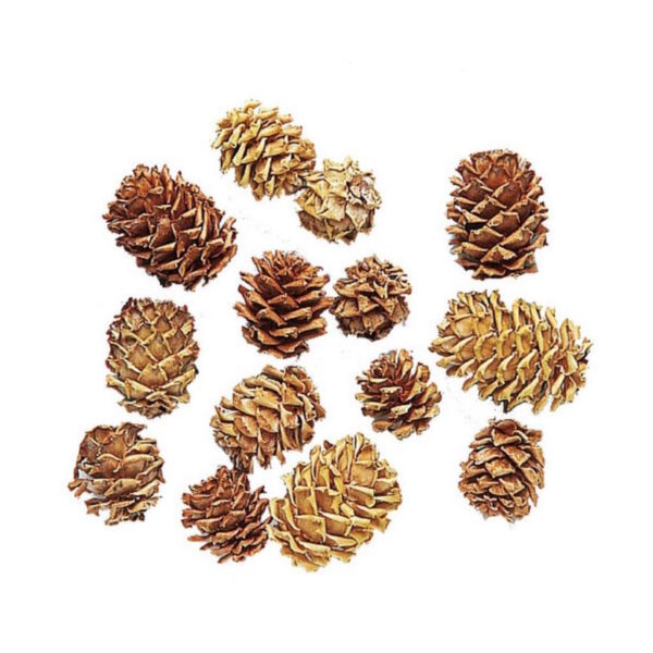 Pinhas Salignum Natural  1Kg.