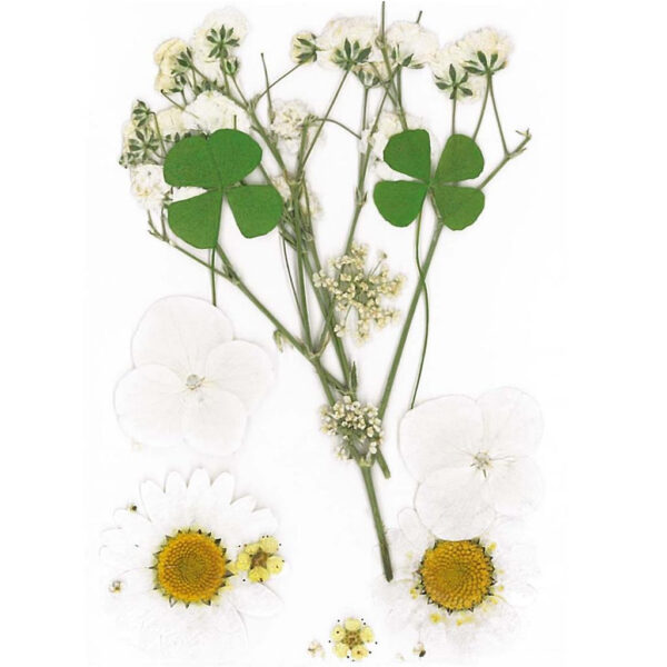 Flores Secas Prensadas White
