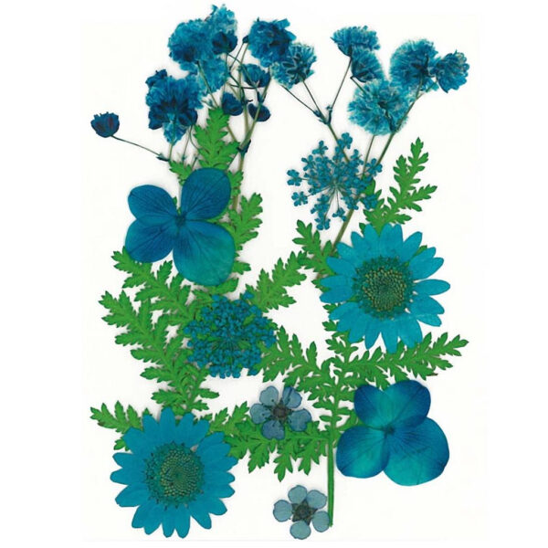 Flores Secas Prensadas Blue