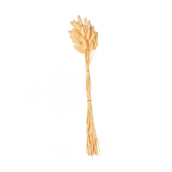 Flores Secas Langurus 70cm